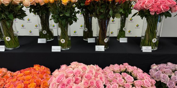 Els catalans compraran set milions de roses per Sant Jordi