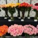 Els catalans compraran set milions de roses per Sant Jordi