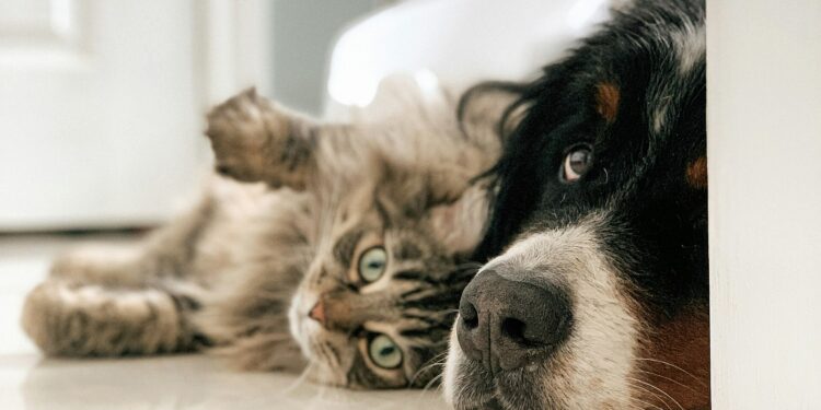 La UE endurece las normas para dueños de perros y gatos desde abril de 2026: estos son los nuevos requisitos