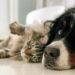 La UE endurece las normas para dueños de perros y gatos desde abril de 2026: estos son los nuevos requisitos