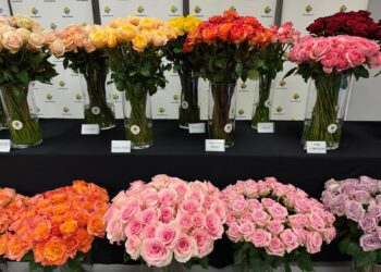 Els catalans compraran set milions de roses per Sant Jordi
