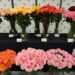Els catalans compraran set milions de roses per Sant Jordi