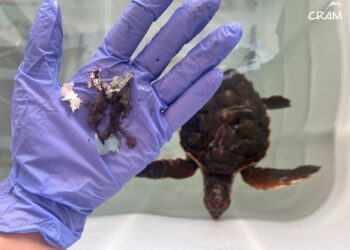 El 74 % de les tortugues marines analitzades al CRAM presenten restes de plàstic