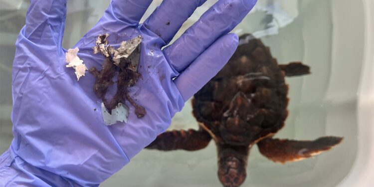 El 74 % de les tortugues marines analitzades al CRAM presenten restes de plàstic