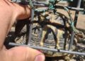 La Guardia Civil interviene cuatro tortugas en peligro de extinción en una casa de Alella