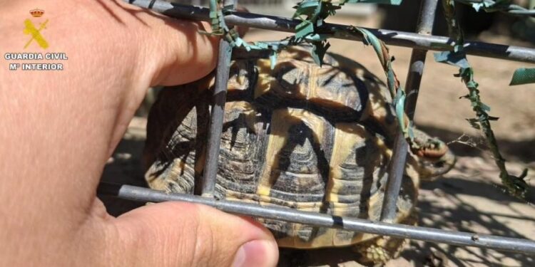 La Guardia Civil interviene cuatro tortugas en peligro de extinción en una casa de Alella