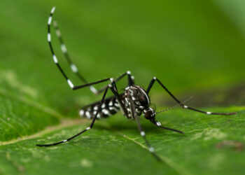 Un estudi científic alerta que una planta invasora pot afavorir la proliferació de mosquits