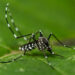 Un estudi científic alerta que una planta invasora pot afavorir la proliferació de mosquits