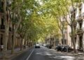 Barcelona necessita 500 arbres més per tancar la ferida de la sequera mentre el mercat dels vivers viu el seu moment més tens