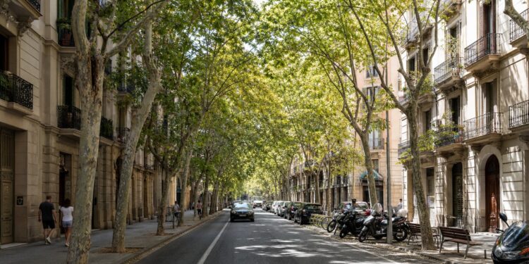 Barcelona necessita 500 arbres més per tancar la ferida de la sequera mentre el mercat dels vivers viu el seu moment més tens