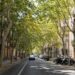 Barcelona necessita 500 arbres més per tancar la ferida de la sequera mentre el mercat dels vivers viu el seu moment més tens