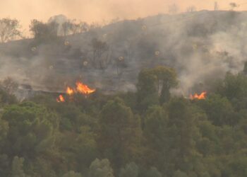 El Govern aposta per una nova estratègia de gestió forestal