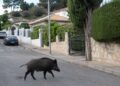 La peste porcina africana suma nueve positivos más en jabalíes en Collserola