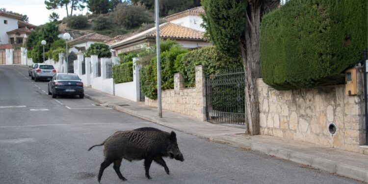 La peste porcina africana suma nueve positivos más en jabalíes en Collserola