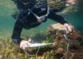 La Generalitat impulsa el primer gran plan de restauración de los ecosistemas marinos de Catalunya