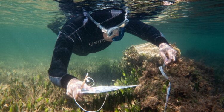 La Generalitat impulsa el primer gran plan de restauración de los ecosistemas marinos de Catalunya