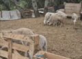 Els mossos decomissen 180 xais vius en una finca de Sant Esteve Sesrovires on es feien sacrificis il·legals