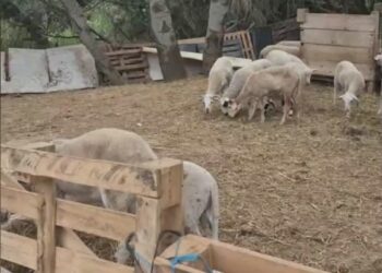 Els mossos decomissen 180 xais vius en una finca de Sant Esteve Sesrovires on es feien sacrificis il·legals