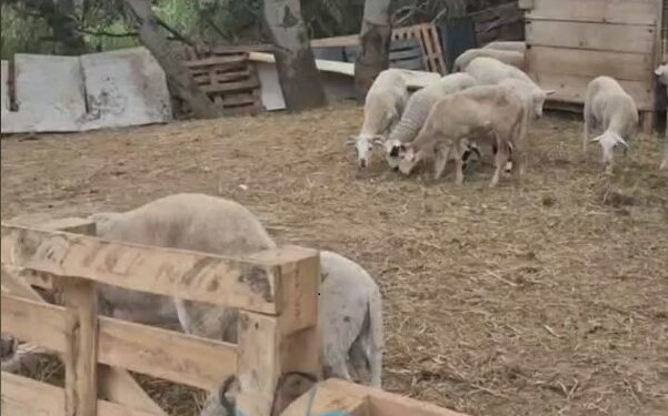 Els mossos decomissen 180 xais vius en una finca de Sant Esteve Sesrovires on es feien sacrificis il·legals