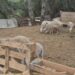 Los mossos decomisen 180 corderos vivos en una finca de Sant Esteve Sesrovires donde se hacían sacrificios ilegales