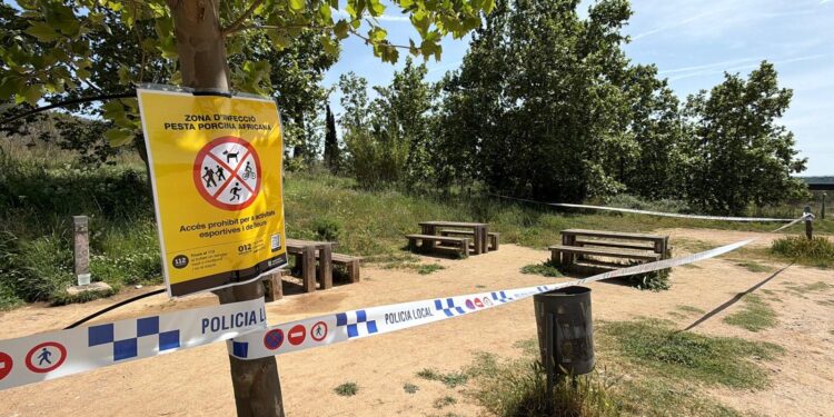 Las restricciones en Collserola por la peste porcina se mantendrán hasta pasado el verano