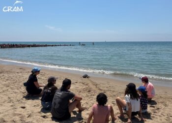 Tornen al mar cinc tortugues recuperades per la ciutadania a Castelldefels