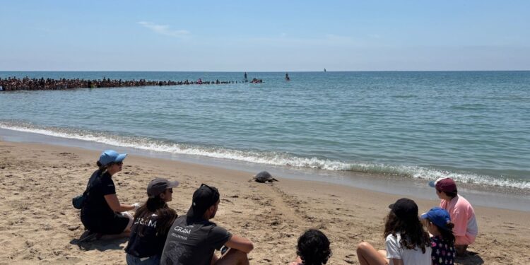 Tornen al mar cinc tortugues recuperades per la ciutadania a Castelldefels