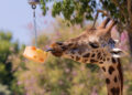 El Zoo de Barcelona reforça les mesures de benestar animal davant els episodis de calor