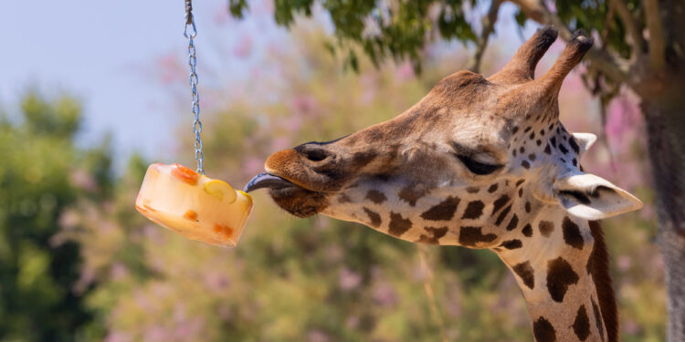 El Zoo de Barcelona reforça les mesures de benestar animal davant els episodis de calor