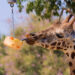 El Zoo de Barcelona reforça les mesures de benestar animal davant els episodis de calor