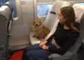 Renfe permite viajar con perros de hasta 40 kilos en todos sus trenes