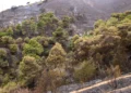 Catalunya triplicarà la gestió forestal per reforçar la prevenció d’incendis