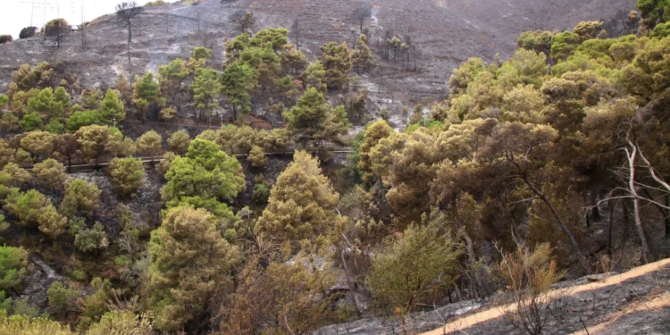 Catalunya triplicarà la gestió forestal per reforçar la prevenció d’incendis