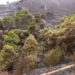 Catalunya triplicarà la gestió forestal per reforçar la prevenció d’incendis