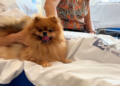 L’Hospital de Mataró facilita als pacients en situació de final de vida acomiadar-se de les seves mascotes