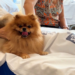 L’Hospital de Mataró facilita als pacients en situació de final de vida acomiadar-se de les seves mascotes
