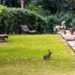 El cementiri Roques Blanques permet enterrar mascotes amb els seus amos